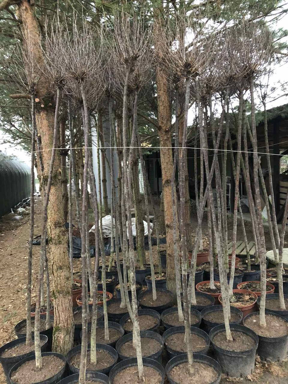 

Вишня Умбракулифера Высота 2.2 м