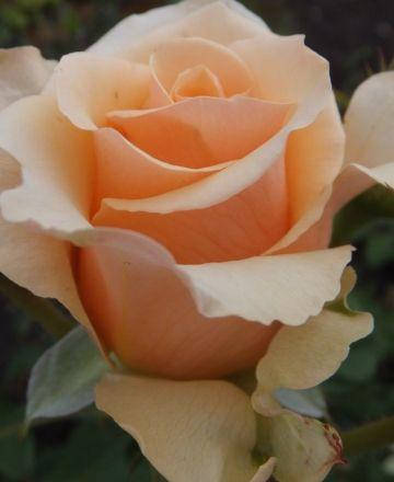 

Роза чайно-гибридная Примадонна (Prima Donna)