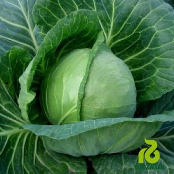 

Этма F1 10 шт семена капусты Rijk Zwaan Голландия