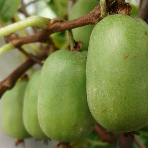 

Саженцы актинидия вити киви (witikivi) самоплодного