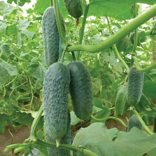 

Семена Огурец самоопыляющийся Нибори F1 (KS 90 F1) 250 семян Kitano Seeds