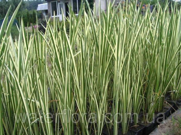 

Аир обыкновенный Пестролистный - Acorus calamus Variegatus (вторая ц.г.)