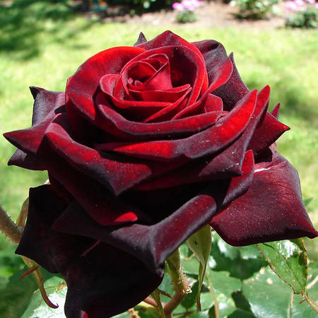 

Роза Блек Меджик (Black Magic)