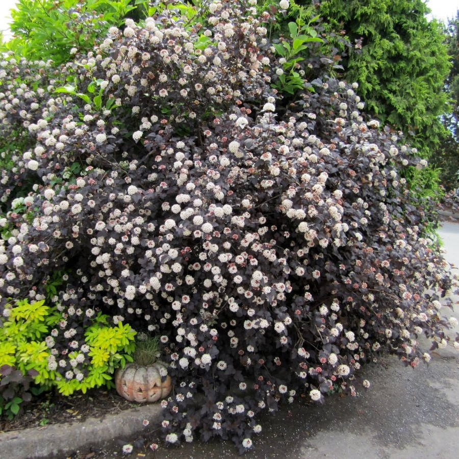

Пузыреплодник калинолистный Пурпурный (Atropurpurea), ЗКС в горшках 0.5 л