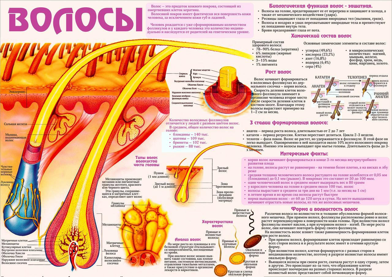 

Санбюлетень. Анатомический плакат "Волосы" (русская версия) ("Волосся")