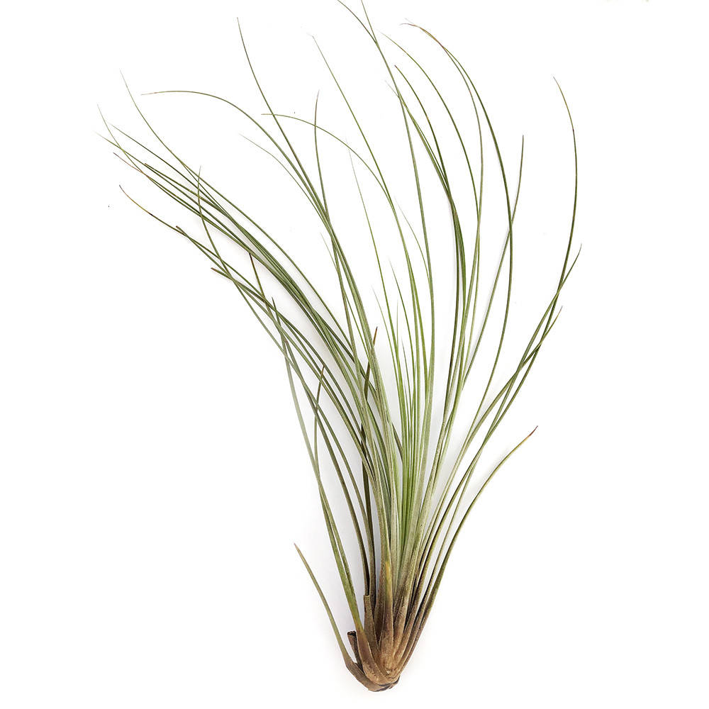 

Тилландсия атмосферная Ситниковая (Tillandsia Juncea)