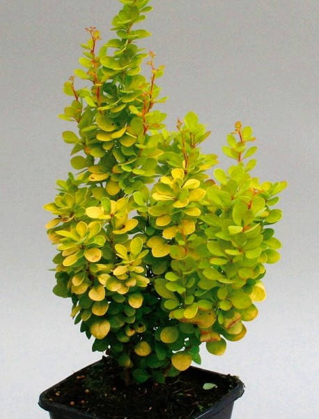 

Барбарис Тунберга Голден Торч \ Berberis thunbergii Golden Torch ( саженцы 3 года)