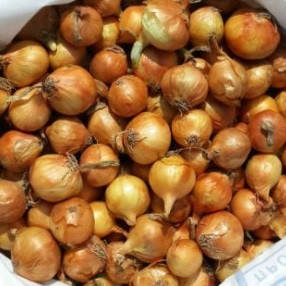 

Лук севок тыканка Штутгартенн Ризен фракция №3 16-28мм