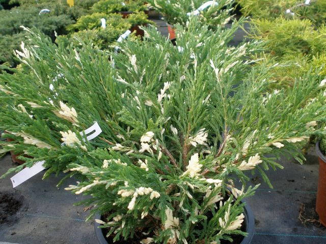 

Ялівець горизонтальний Andorra Variegata 3 річний / Можжевельник горизонтальный Aндорра Вариегата / Juniperus