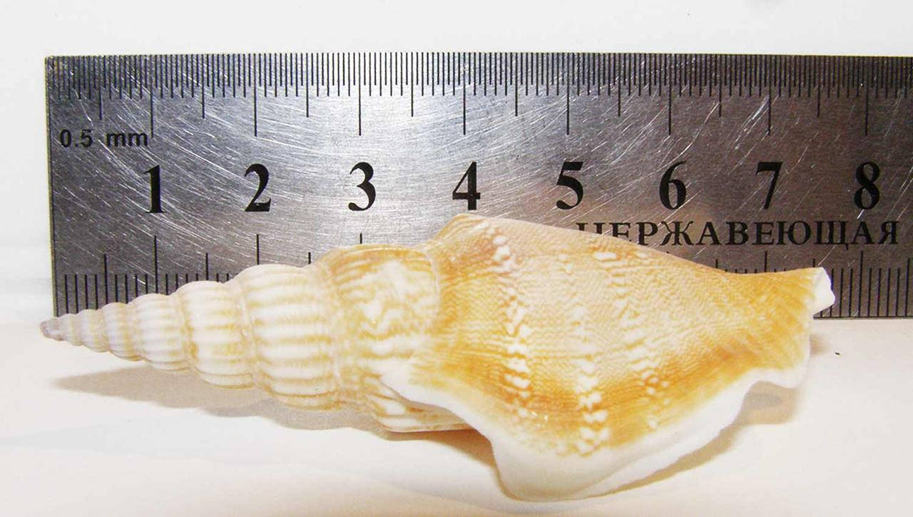 

Ракушка морская натуральная Листера (Listera).