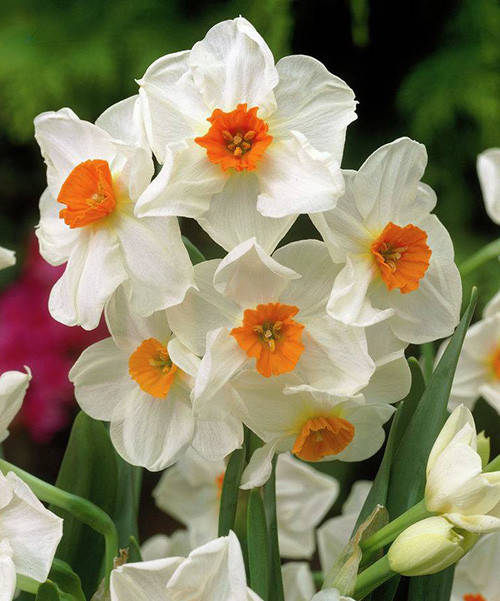

Нарцисс Geranium, Оранжевый
