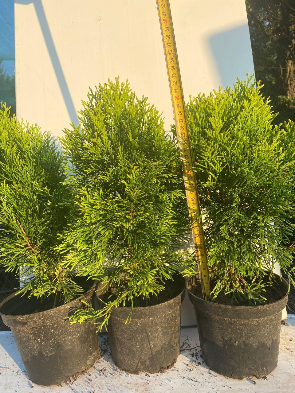 

Туя западная Голден Смарагд(Thuja Golden Smaragd) 32-36 см