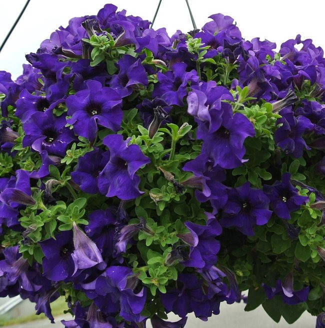 

Рассада петунии Fanfare Blue синяя d12cм