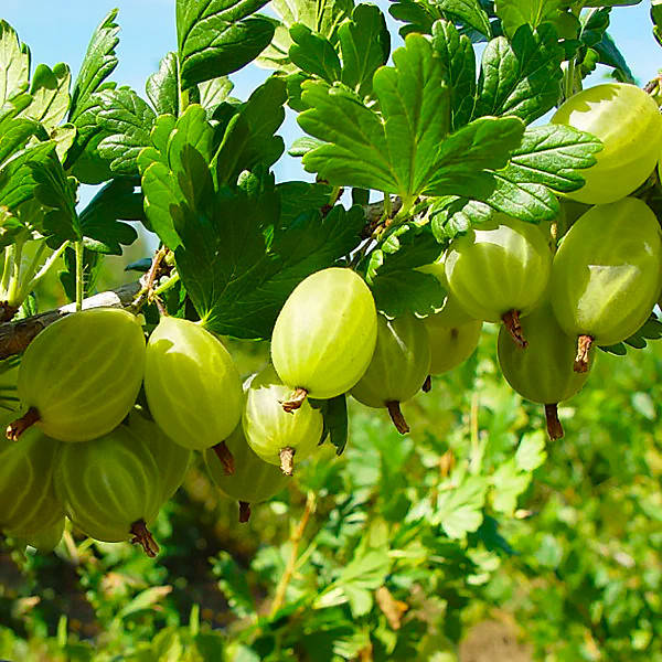 

Саженцы Крыжовника Снежана - поздний, ароматный, урожайный