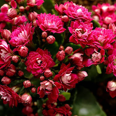 

Каланхоэ Блоссфельда (каландива), Kalanchoe blossfeldiana, Разные цвета
