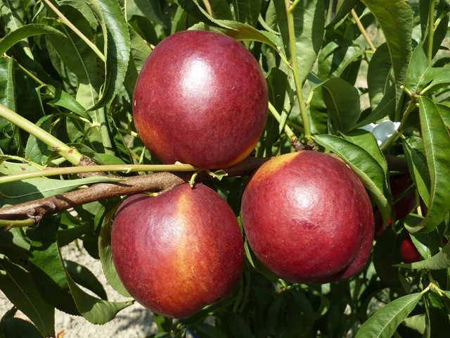 

Саженцы нектарина АЛИТОП (двухлетний) средне-поздний срок созревания