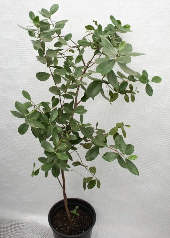 

Фейхоа саженец Тропиканка "Крымский" 20-30см