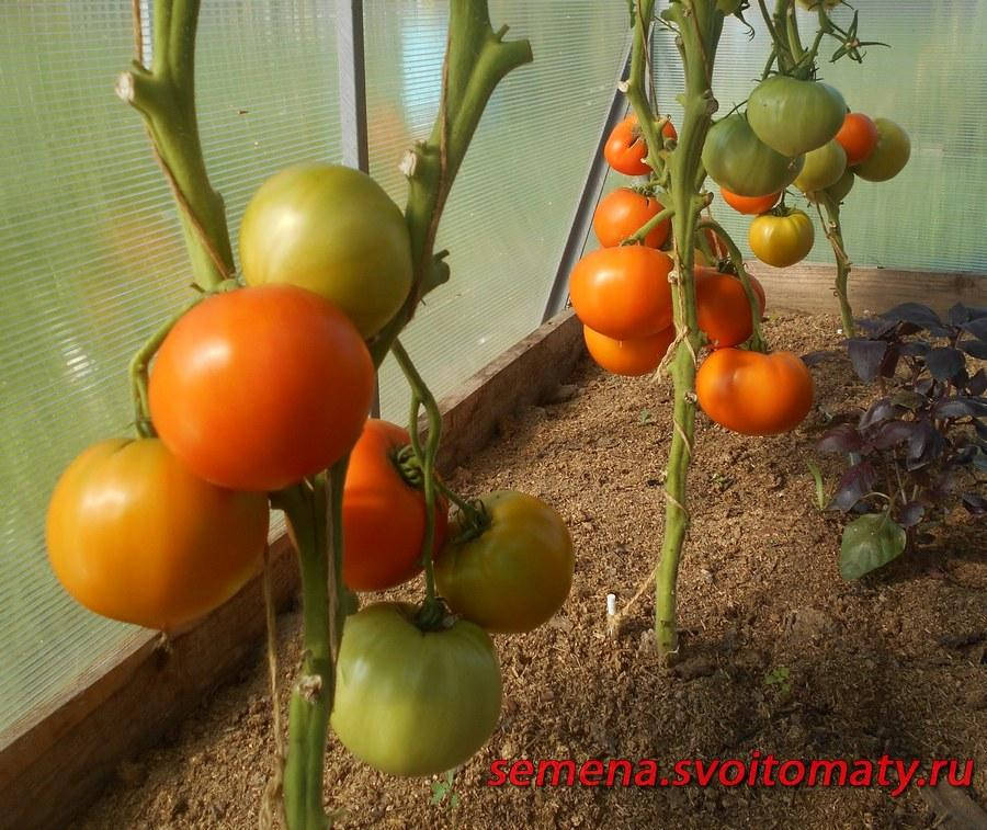 

Томат Память