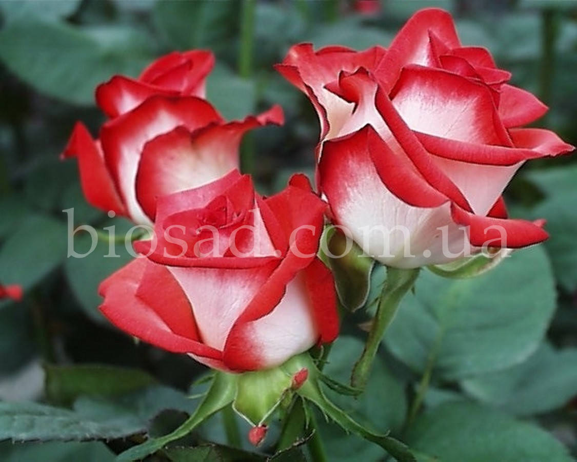 

Роза Блаш (Blush), саженец высшего класса АА+