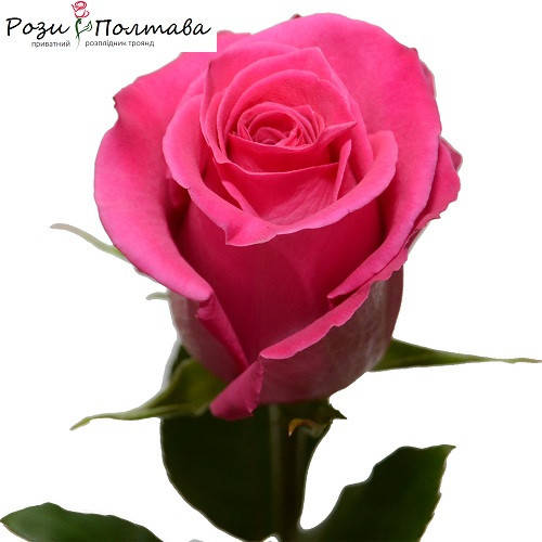 

Пинк Флойд (Pink Floyd)