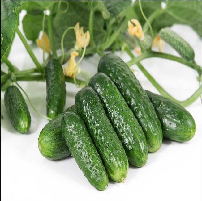 

Огурец "Проликс" F1 1000 шт (Nunhems)