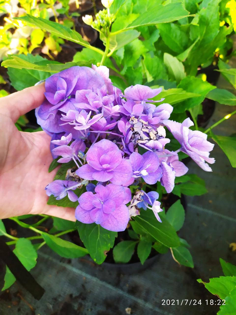 

Гортензия карлик макрофила Флейм Пурпле