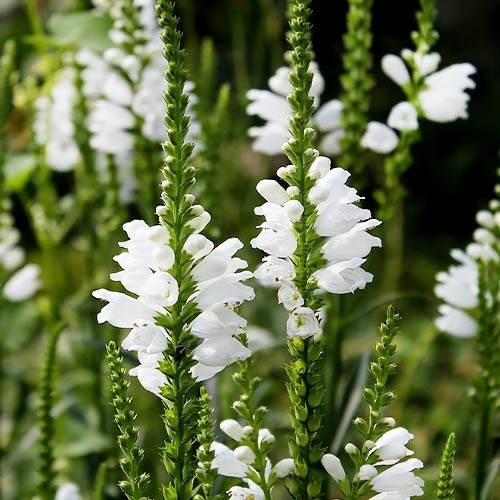 

Физостегия белая, Physostegia