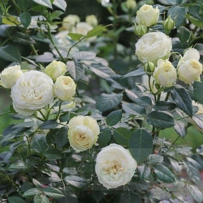 Лемон Рококо (Lemon Rokoko )