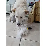 🐾Фурмінатор для собак FURmate великий з кнопкою 10 см, фото 6