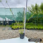 Саджанці Верби пурпурової Нана (Salix purpurea Nana) Р9, фото 4