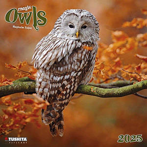 Настінний календар 2025 рік. Magic Owls 2025