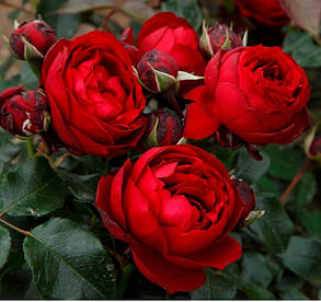 Тіль Уленшпігель ( Till Eulenspiegel )