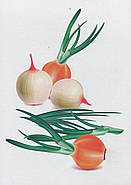 Овочі, фрукти, ягоди. Демонстраційні картки. Серія «Дітям про все на світі», фото 2