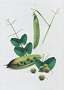 Овочі, фрукти, ягоди. Демонстраційні картки. Серія «Дітям про все на світі», фото 4