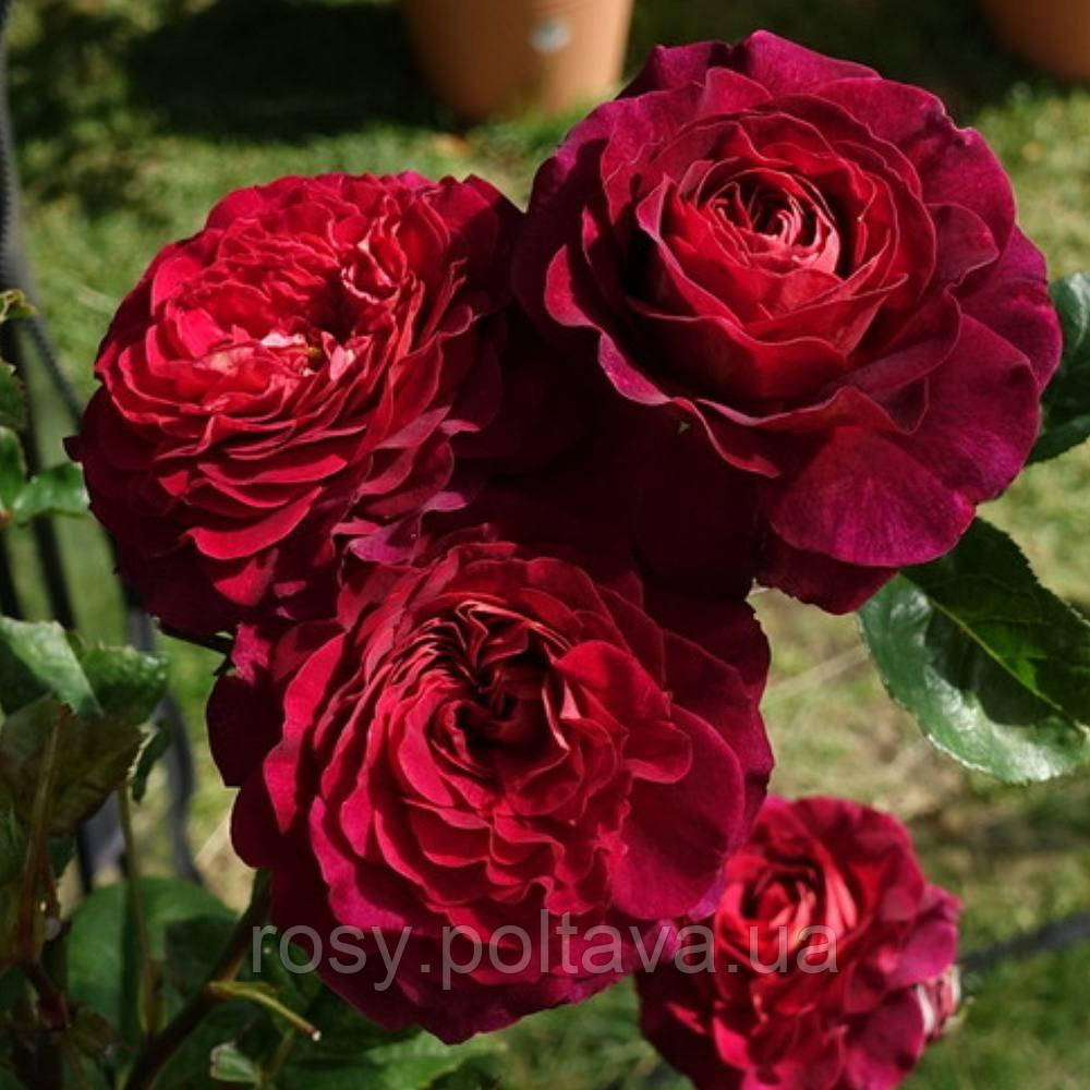 Крістіан Тетдуа (Christian Tetedoie), фото 1