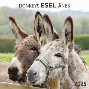 Настінний календар 2025 рік. Donkeys 2025