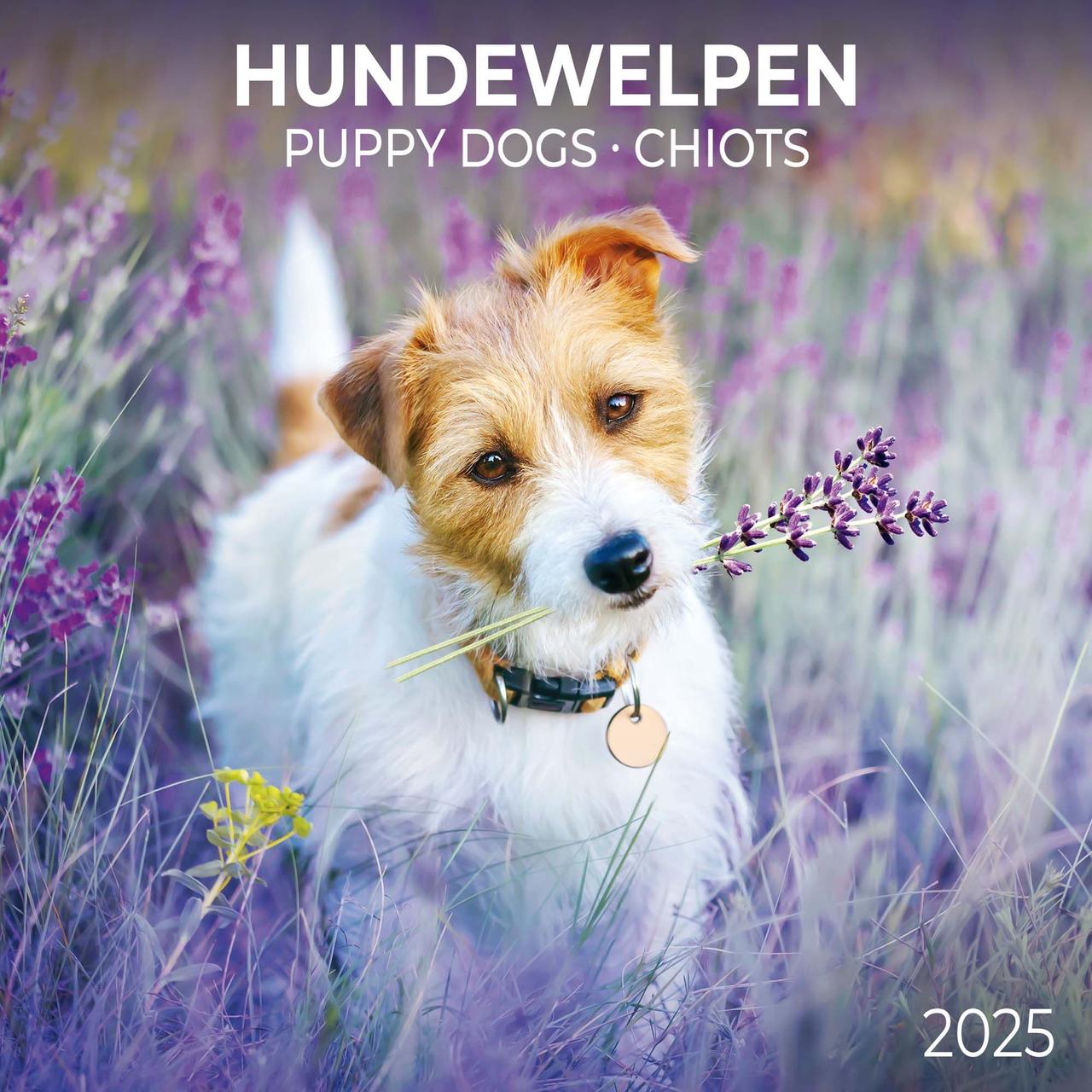 Настінний календар 2025 рік. Puppy Dogs 2025