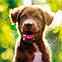 Настінний календар 2025 рік. Puppy Dogs 2025, фото 3