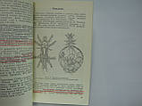 Гапонова В.С., Гробів О.Ф. Клечові хвороби бджіл (б/у)., фото 6