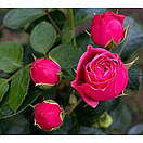 Меджик Рококо (Magic Rokoko), фото 3