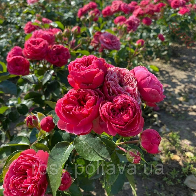 Меджик Рококо (Magic Rokoko), фото 1