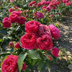 Меджик Рококо (Magic Rokoko)