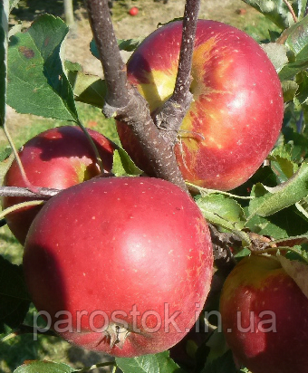 Яблуня Елізі. (М. 9). Зимовий сорт