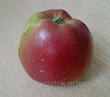 Саджанці яблуні Лігол. (Б7-35). (вв). Зимовий сорт, фото 2