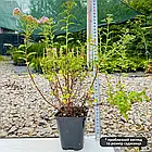 Саджанці Спіреї японської Літтл Принцес (Spiraea japonica Little Princess) Р9, фото 2