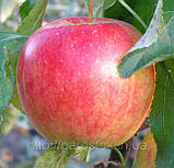 Саджанці яблуні Пінова. (Б7-35). (ввв/кр). Зимовий сорт, фото 3