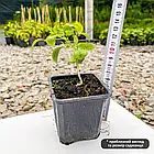 Саджанці Муррая Волотистої (Murraya Paniculata), фото 5