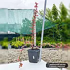 Саджанці Барбариса Тунберга Ред Чіф (Red Chief) С1, фото 3