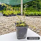 Саджанці Кизильника Роял Карпет (Royal Carpet) Р9, фото 3