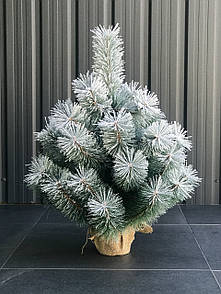 Сосна Lux 70 см в мішковині засніжена